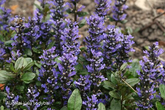 Vaisgina šliaužiančioji (Ajuga reptans) 'Chocolate Chip'